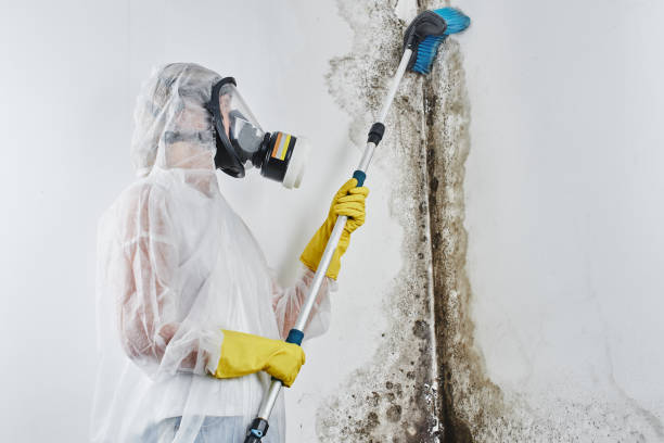 Best Attic Mold Removal  in Marshallton, PA