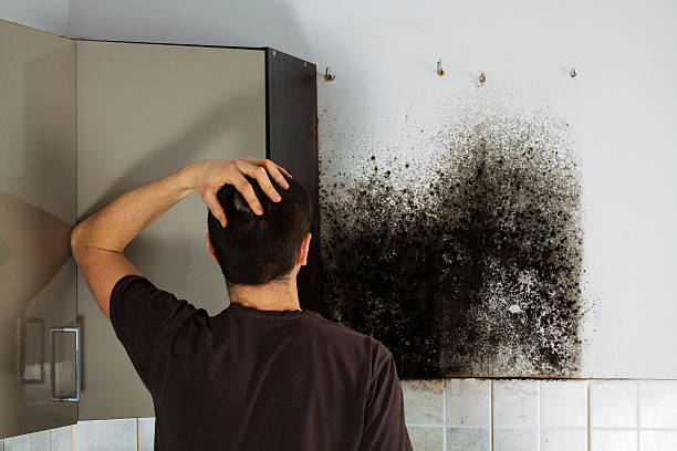 Best Black Mold Removal  in Marshallton, PA