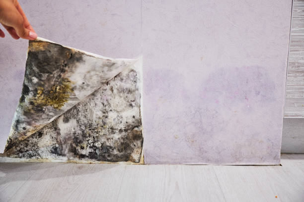 Best Mold Removal Near Me  in Marshallton, PA